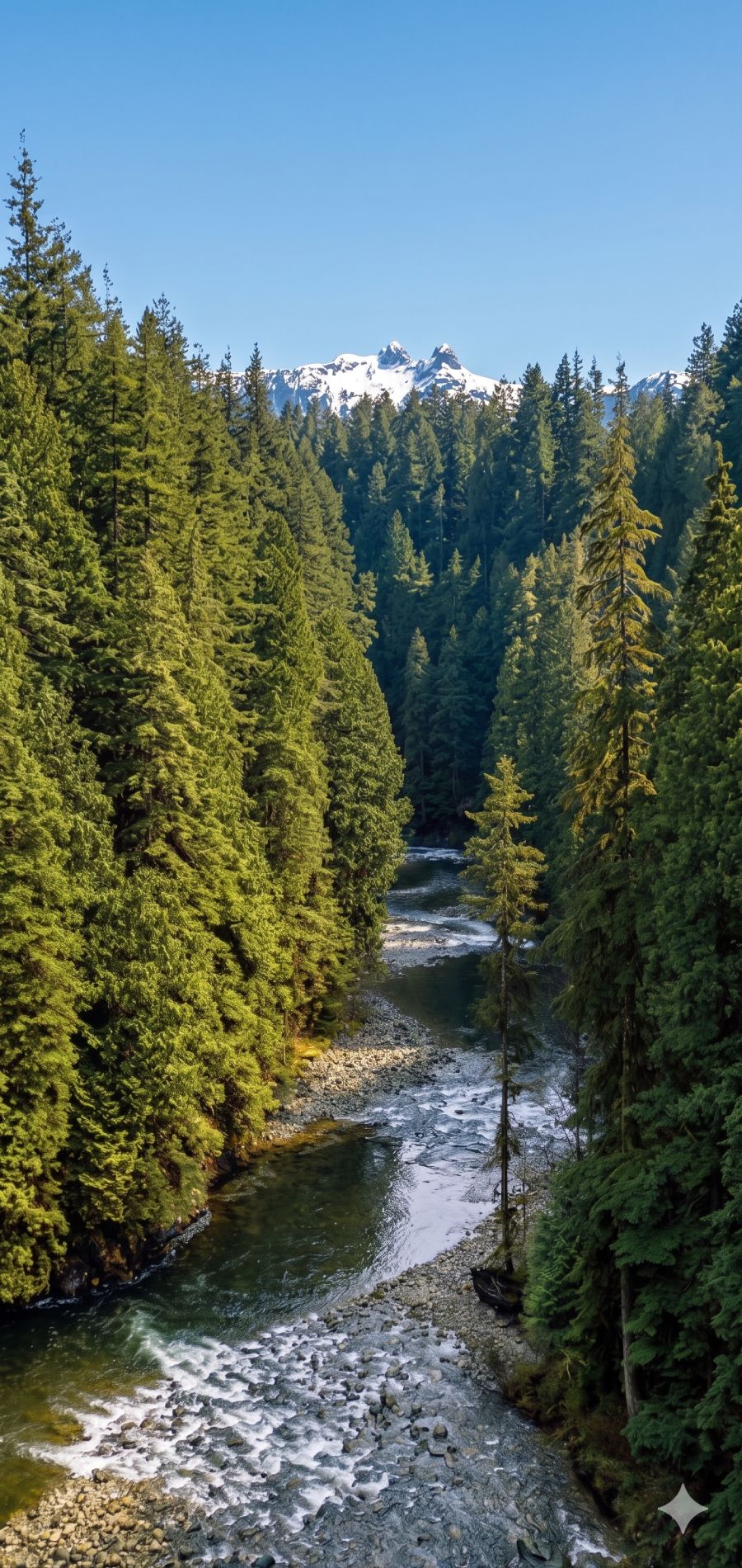 Pacific Northwest Forest