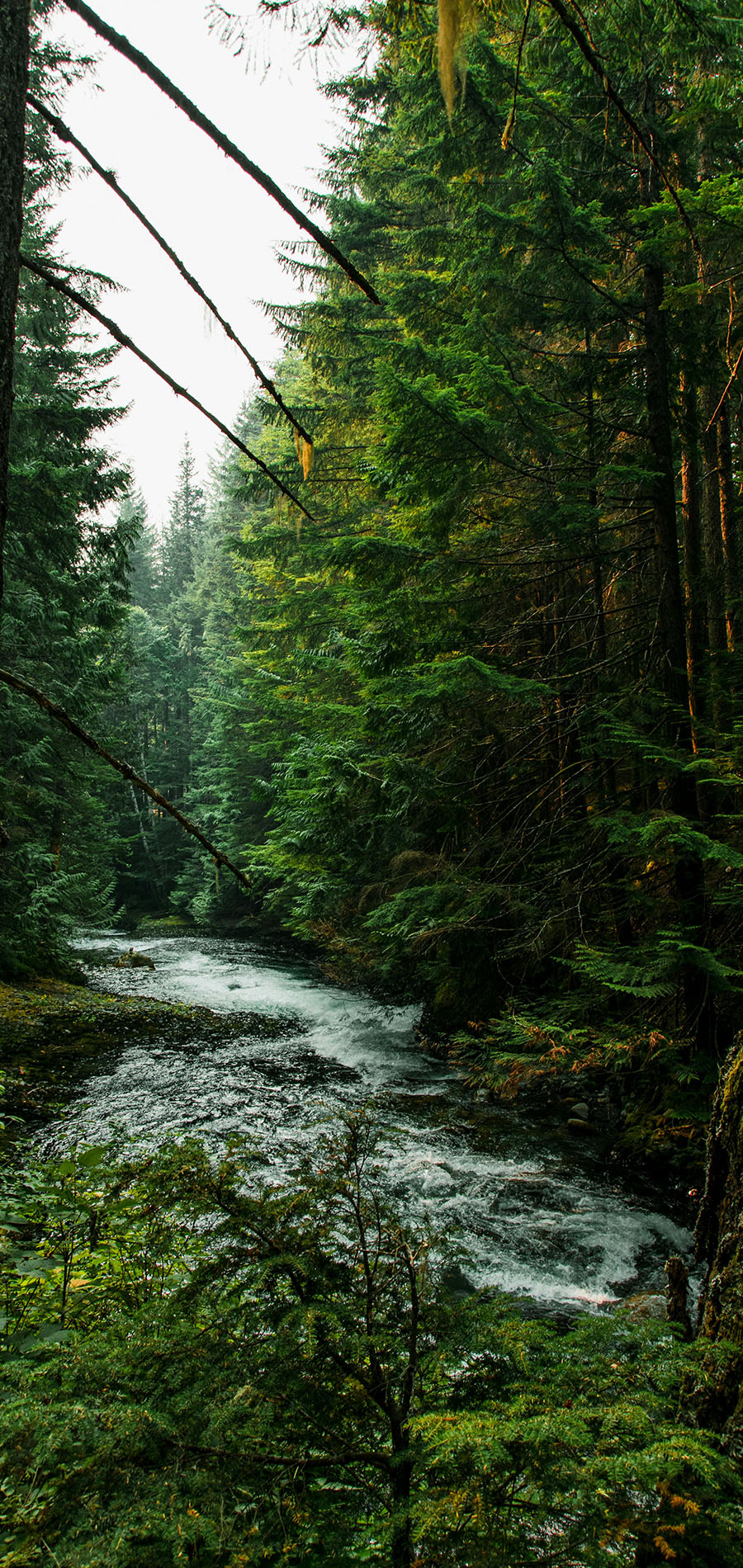 Pacific Northwest Forest